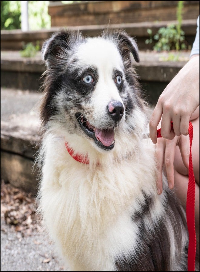كانتري بروك ديزاين طوق نايلون يومي للكلاب الكبيرة والمتوسطة والصغيرة والجراء من Country Brook Petz - للاستخدام اليومي بأكثر من 10 ألوان دافئة (كبير، عرض 1 بوصة، أحمر ساطع) - Image 3